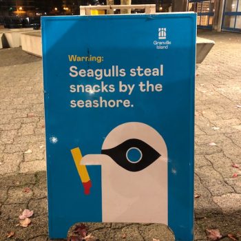The sneaky bandit gulls of Granville Island.